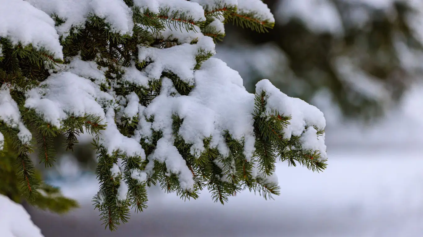 Эксперты SPEEDME нашли правильный способ перевозки на автомобиле новогодней ёлки