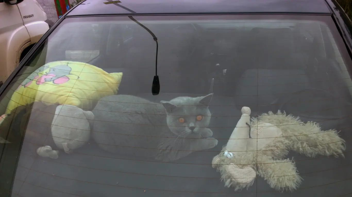 Пушистый апокалипсис: шерстяной любимец разрушает ваш автомобиль