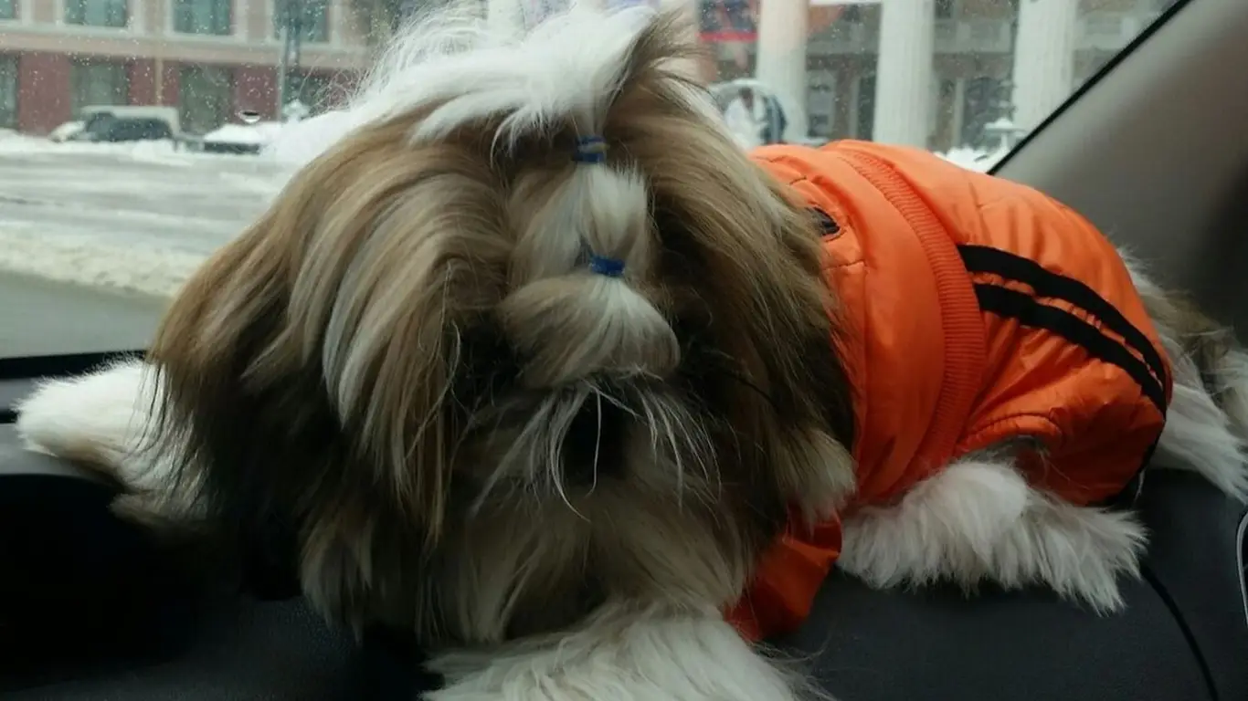 25 кг = тонна в момент удара: водителям в России рассказали о снаряде, который они перевозят в машине